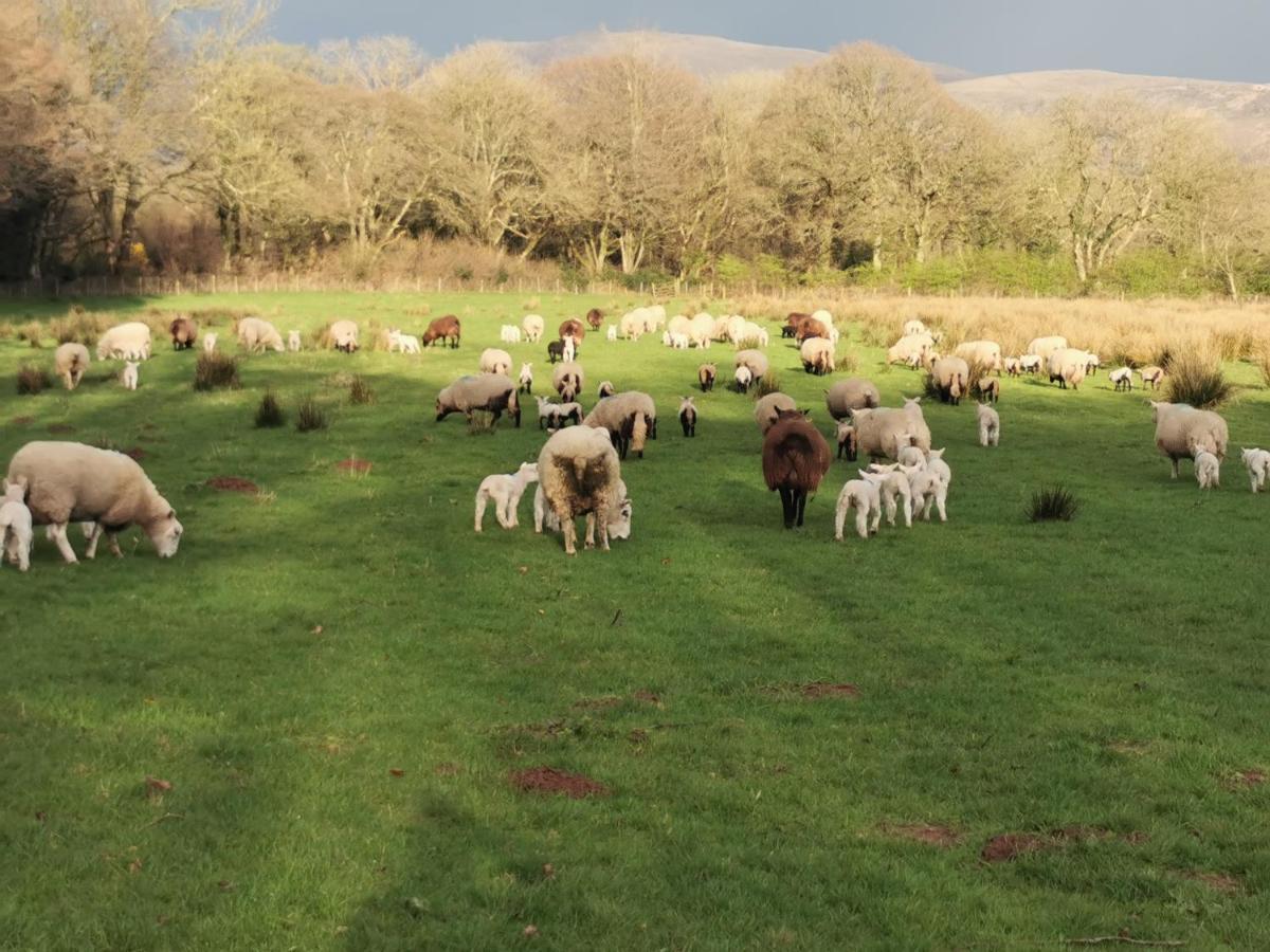Rainors Farm B&B Gosforth  Luaran gambar